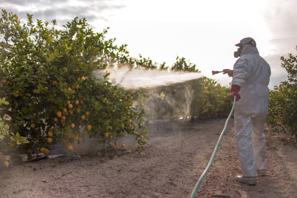 Best Termite Control Services  in Bryant, AR