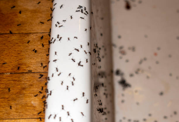 Best Best Pest Control Companies  in Bryant, AR