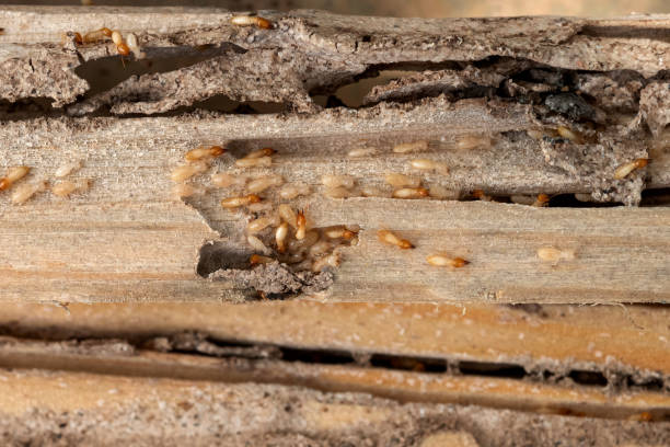 Best Affordable Exterminators  in Bryant, AR